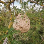 Bondrée apivore en vol au-dessus d'un jardin avec ruches, prédateur naturel du frelon asiatique