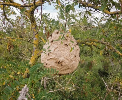 Bondrée apivore en vol au-dessus d'un jardin avec ruches, prédateur naturel du frelon asiatique