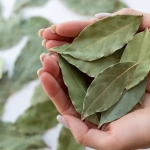 Feuilles de laurier séchées dans un sachet en tissu placé dans un placard de cuisine