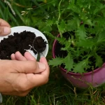 Marc de café séché répandu au pied de plants de tomates dans un potager