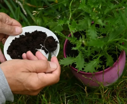 Marc de café séché répandu au pied de plants de tomates dans un potager