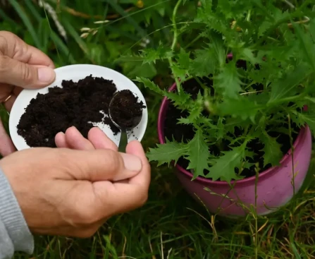 Marc de café séché répandu au pied de plants de tomates dans un potager