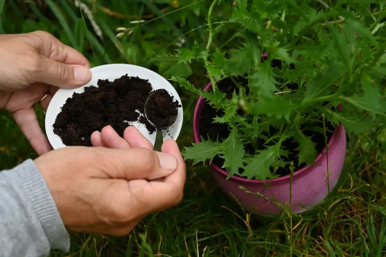 Marc de café séché répandu au pied de plants de tomates dans un potager