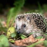 Œuf dur émietté dans une coupelle pour nourrir les animaux du jardin en hiver