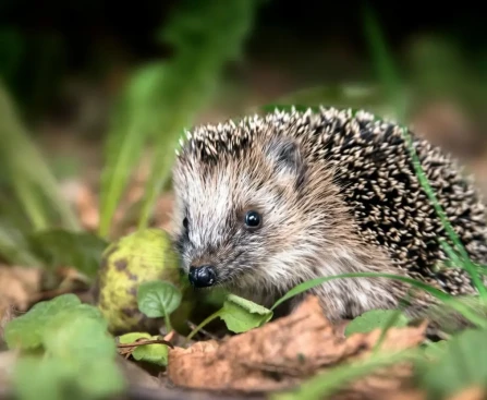 Œuf dur émietté dans une coupelle pour nourrir les animaux du jardin en hiver