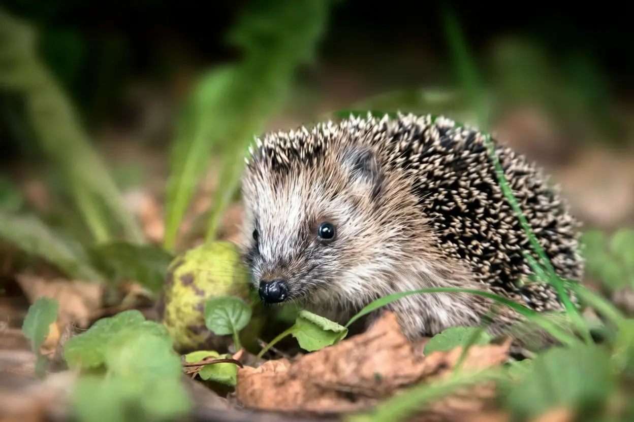 Œuf dur émietté dans une coupelle pour nourrir les animaux du jardin en hiver