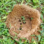 Monticule de fourmilière sur pelouse verte avec outils de jardinage naturels