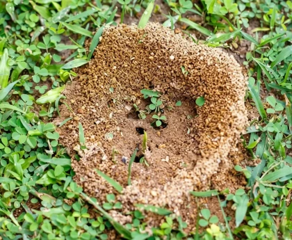 Monticule de fourmilière sur pelouse verte avec outils de jardinage naturels
