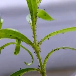 Plantes d'intérieur avec moucherons de terreau