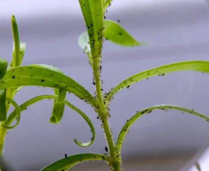 Plantes d'intérieur avec moucherons de terreau