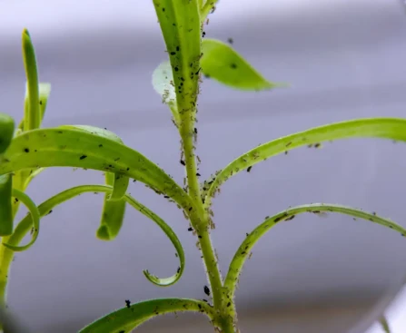 Plantes d'intérieur avec moucherons de terreau