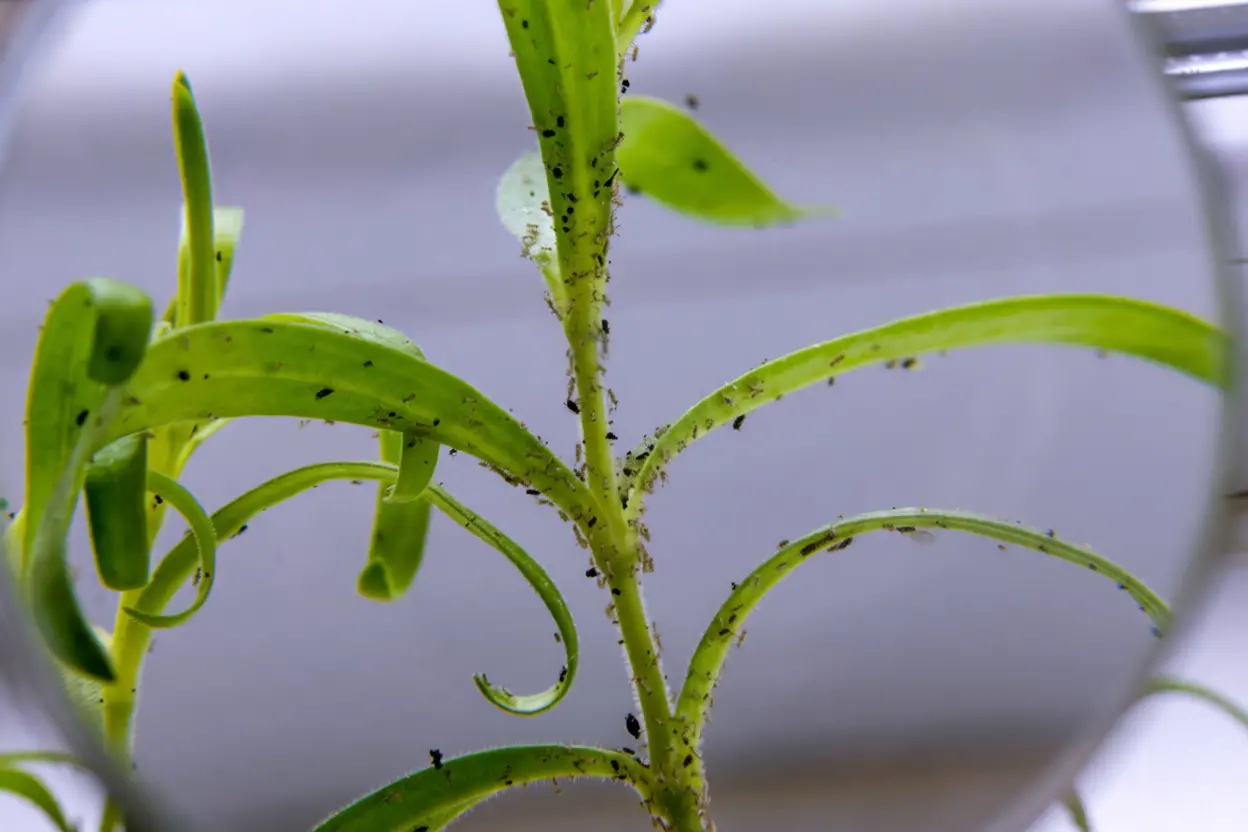 Plantes d'intérieur avec moucherons de terreau