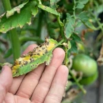 Savon au jardin. Répulsif naturel posé au pied de plants de tomates dans un potager