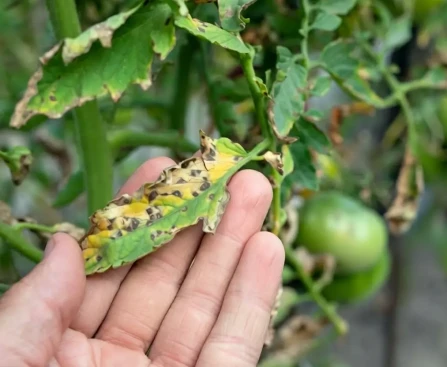 Savon au jardin. Répulsif naturel posé au pied de plants de tomates dans un potager