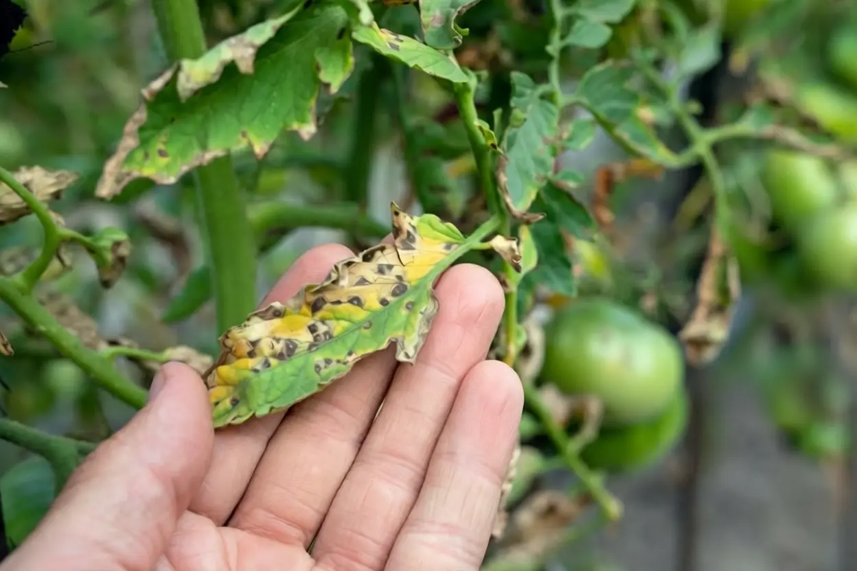 Savon au jardin. Répulsif naturel posé au pied de plants de tomates dans un potager