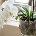 Arrosage orchidée sous eau du robinet montrant racines vertes dans pot transparent