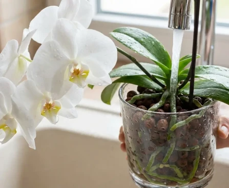 Arrosage orchidée sous eau du robinet montrant racines vertes dans pot transparent