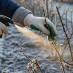 Application d'huile d'hiver sur des rosiers en janvier pour prévenir les pucerons
