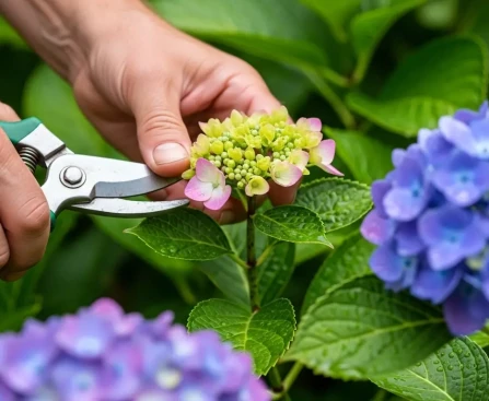 taille des hortensias sur vieux bois après fanaison des fleurs