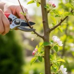 Taille du pommier colonnaire avec un sécateur, coupe d'un rameau latéral