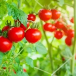 Plants de tomates cerises avec paillage épais au pied en plein été