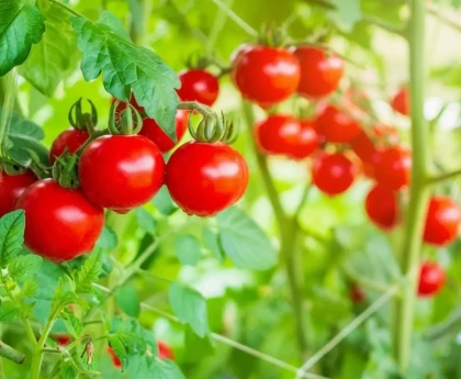Plants de tomates cerises avec paillage épais au pied en plein été