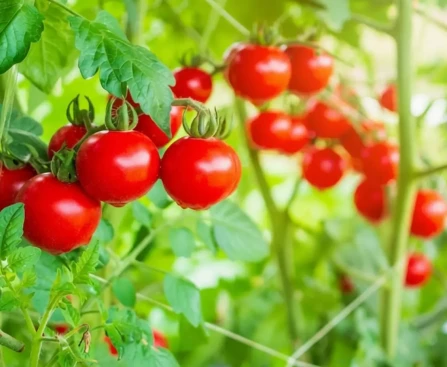 Plants de tomates cerises avec paillage épais au pied en plein été