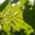 Feuilles de tomate retournées montrant des colonies d'aleurodes blancs, infestation au potager