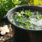 Seau de purin d'orties en préparation dans un jardin potager, orties fraîches macérant dans l'eau