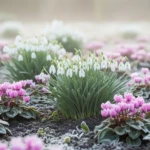 Fleurs d'hiver perce-neige et cyclamens dans un jardin sous lumière hivernale douce