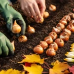 Planter des bulbes en automne. Tulipes dans une tranchée de jardin en automne, sol meuble