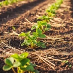 Rang de fraisiers plantés en automne avec paillage de paille dans un potager