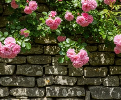Mur de jardin recouvert d'un rosier grimpant en fleurs avec des roses roses